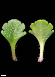 Veronica spathulata. Leaf surfaces, adaxial (left) and abaxial (right). Scale = 1 mm.
 Image: P.J. Garnock-Jones © P.J. Garnock-Jones CC-BY-NC 3.0 NZ